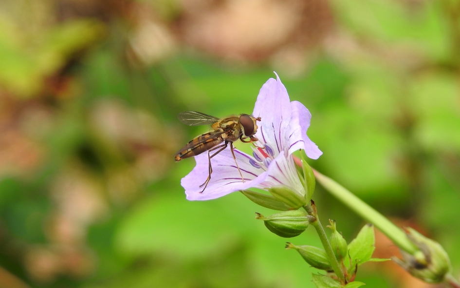 Zweverig type - Geleedpotigen - Snorzweefvlieg