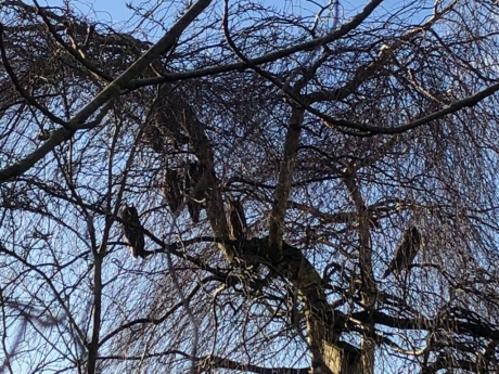 7 uilen in de tuin in IJlst