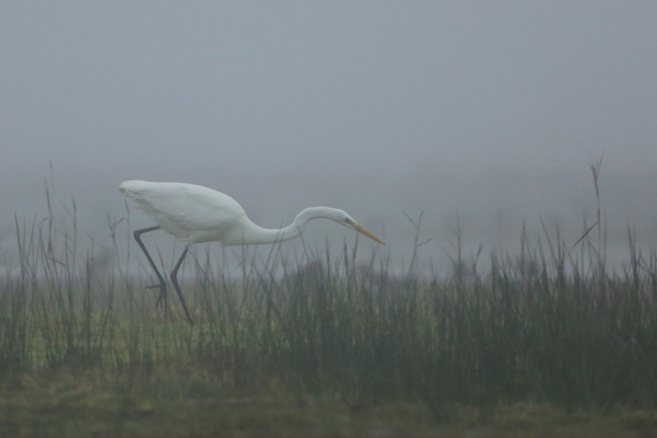 ... mist in de mist ... - Vogels - Grote Zilverreiger