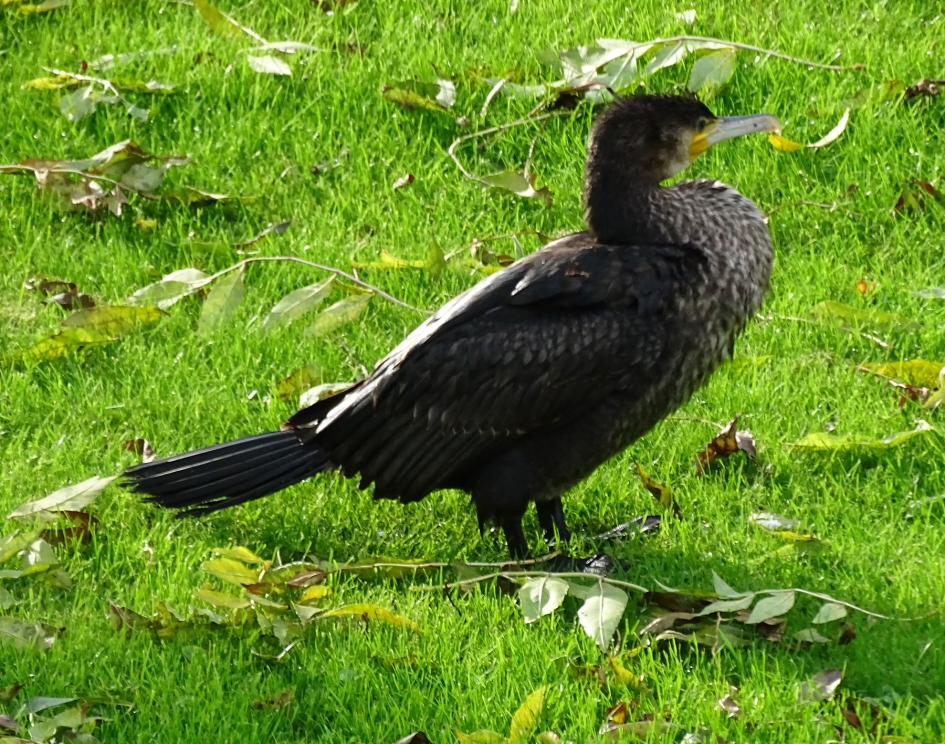 aalscholver - Vogels - aalscholver