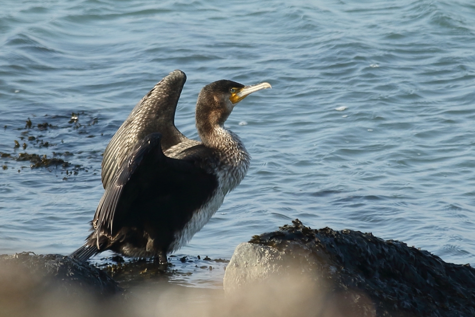 aalscholver - Vogels - 