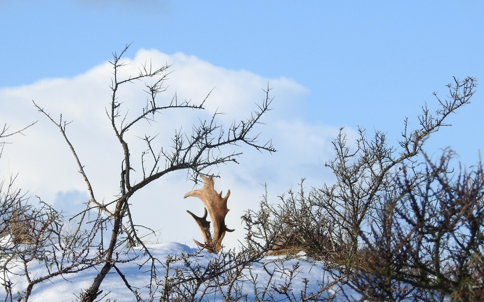 Achter het heuveltje - Zoogdieren - Damhert