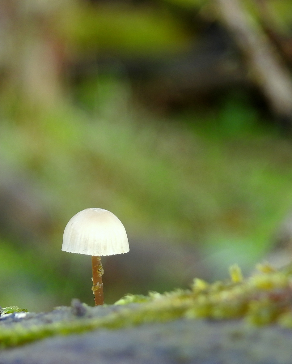 Alleen op de wereld - Schimmels - 