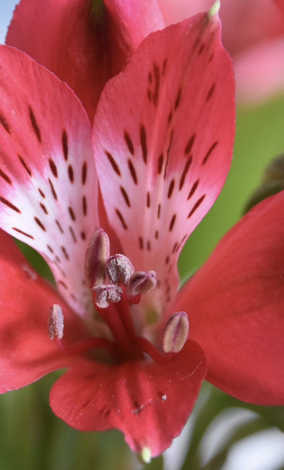 Alstroemeria - Planten - 