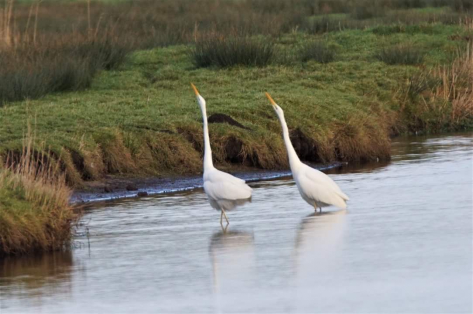 Balts - Vogels - Grote zilver reiger