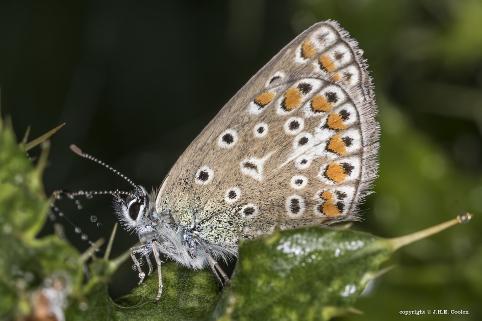Beetje kleur - Geleedpotigen - Icurus blauwtje