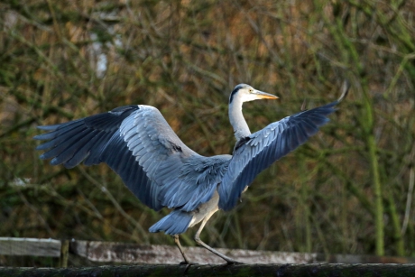 Begrijp nu waarom het een blauwe reiger wordt genoemd..