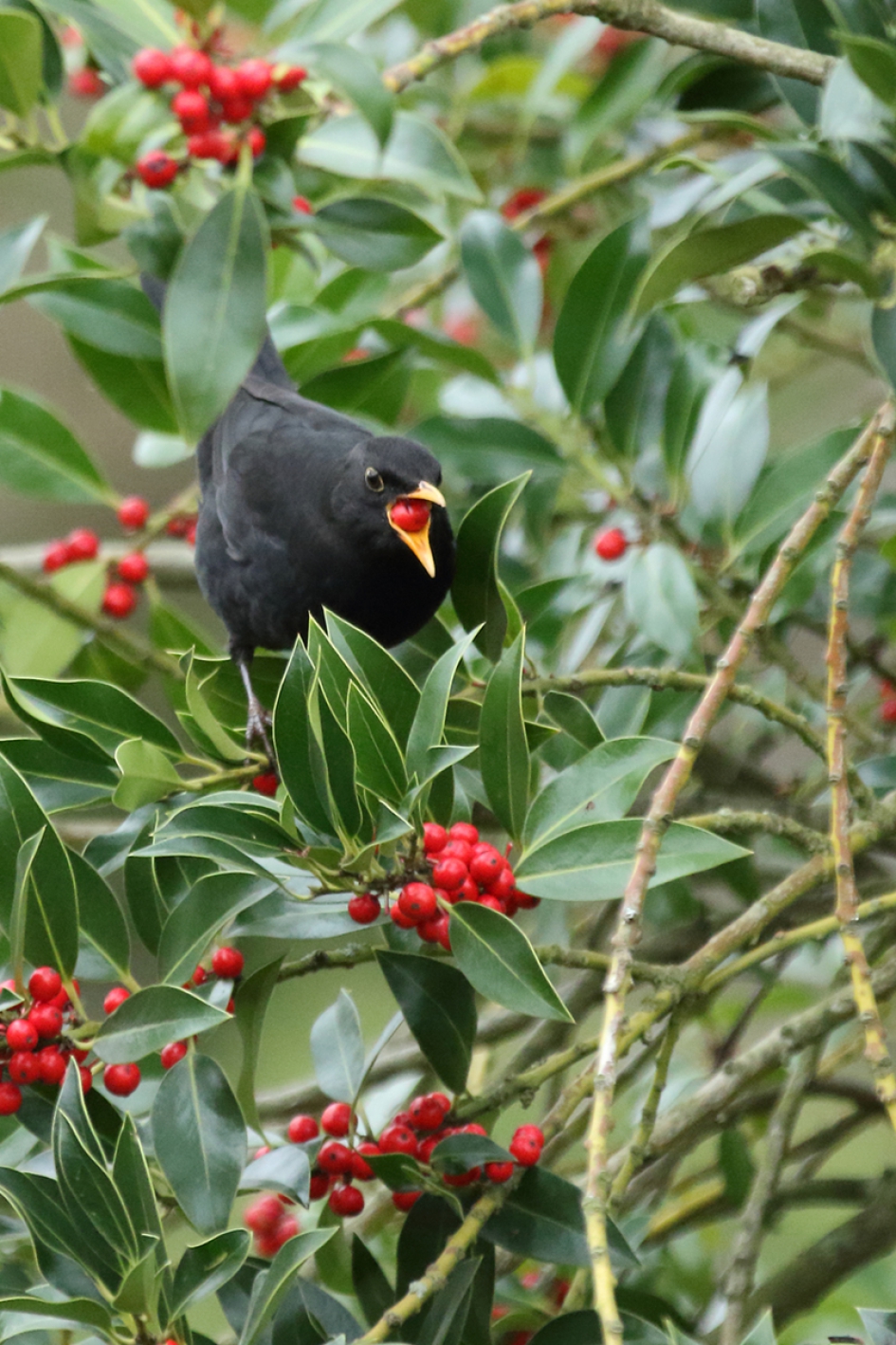 besjes eten bij de buren - Vogels - 