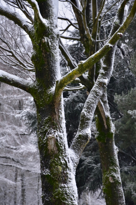 Besneeuwde bomen...