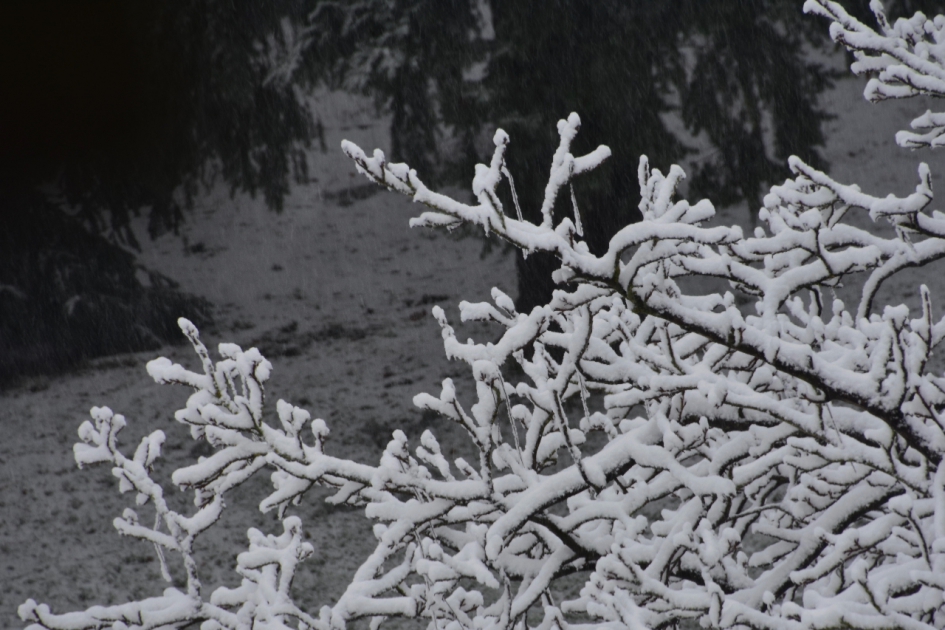 Besneeuwde takken - Planten - 