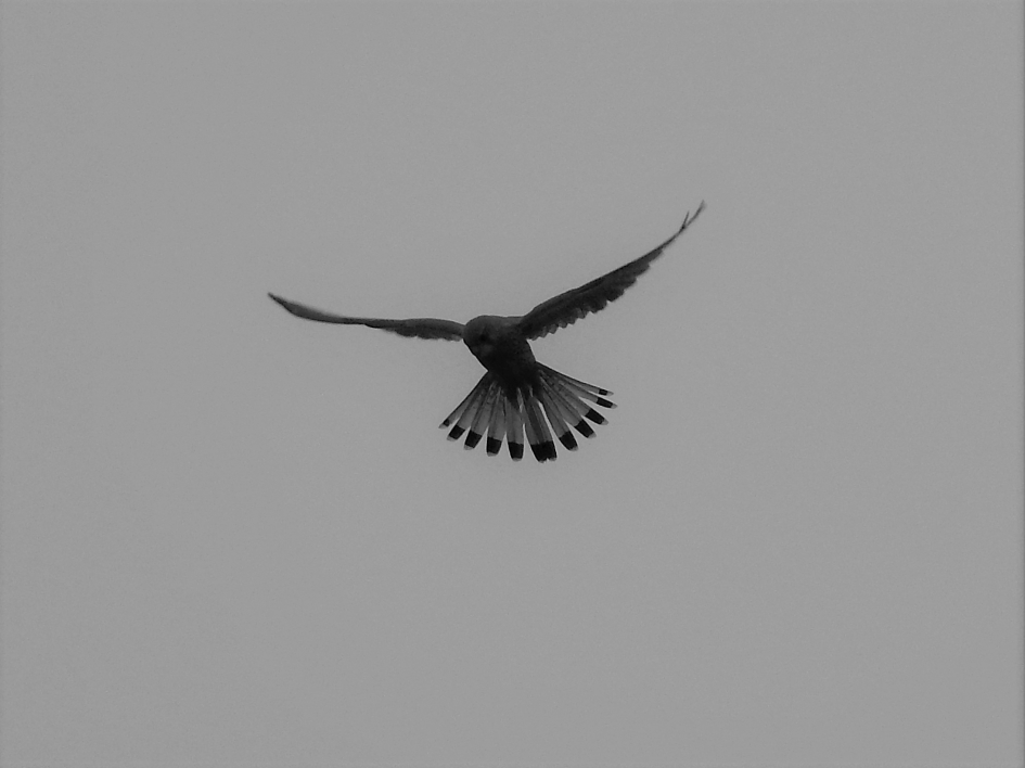 Biddende torenvalk - Vogels - Torenvalk