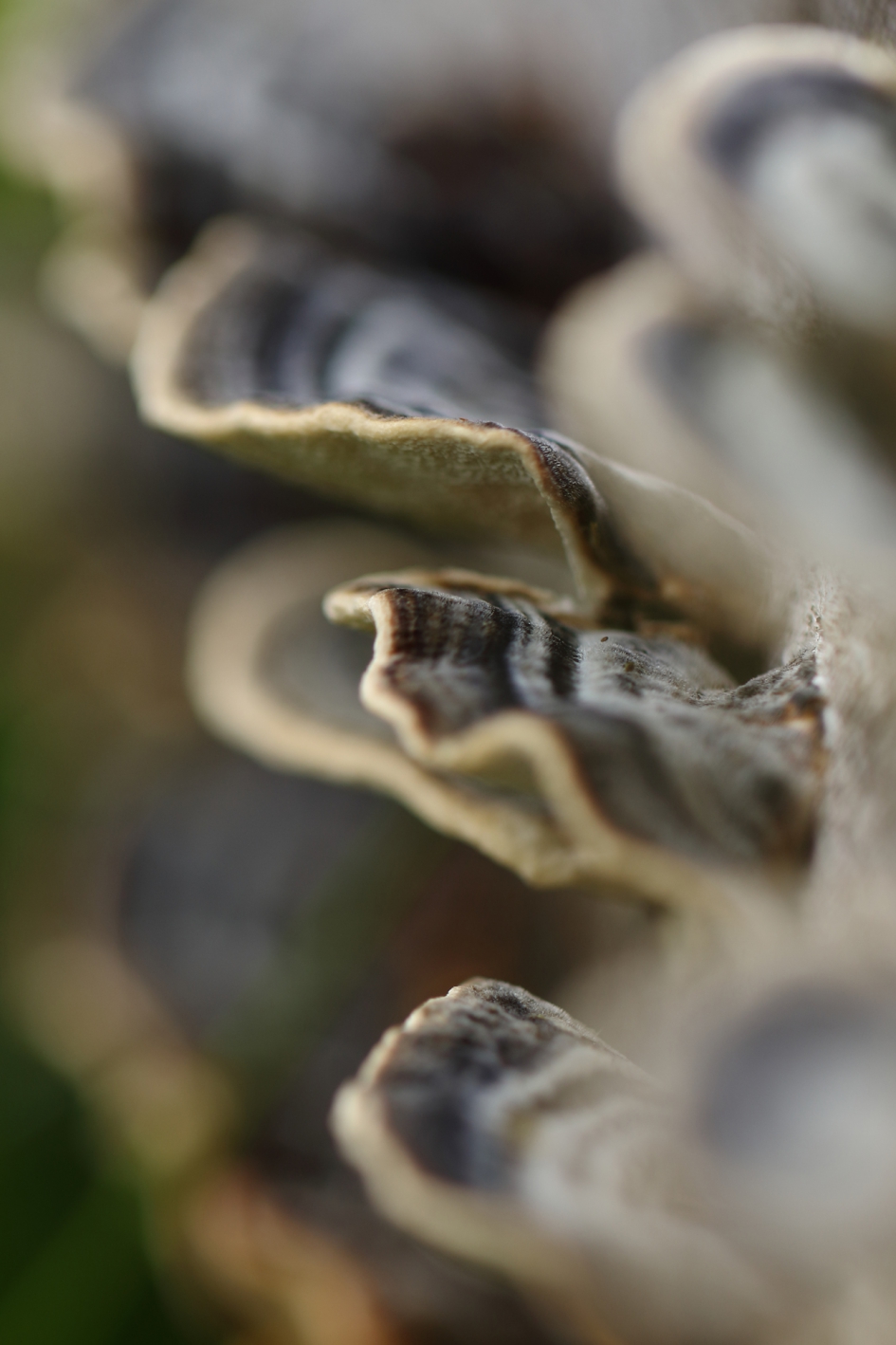 blauw-grijs - Schimmels - 