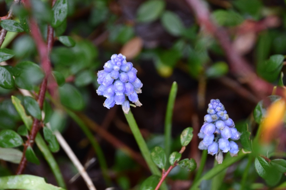 Blauwe druifjes - Planten - 