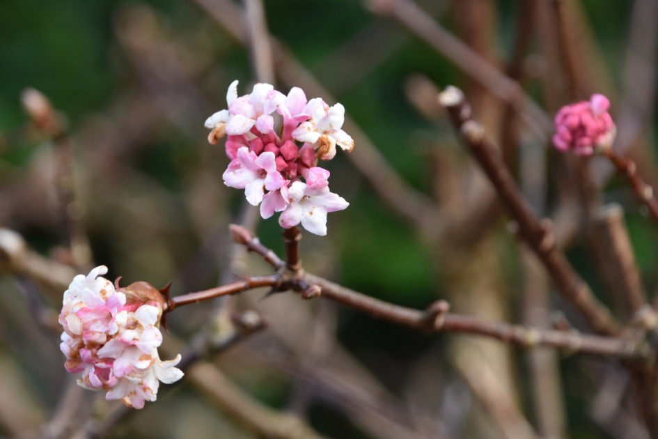 Bloesem op kale takken - Planten - 