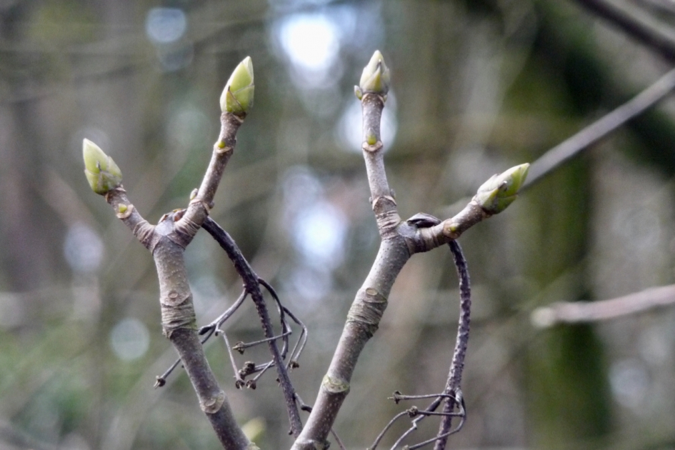 Bomen lopen al uit - Planten - 