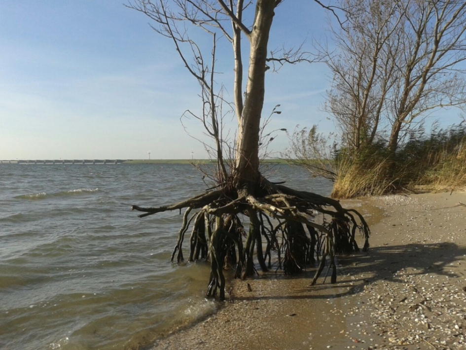 Boom met watervrees - Weer en landschap - 