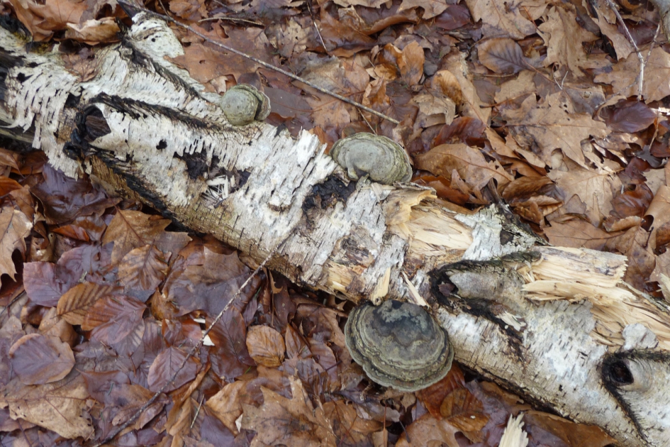 Boomstam met zwam - Schimmels - 