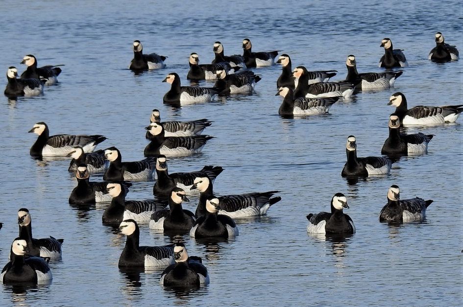 Brandgans (in het Duits Weisswangengans) - Vogels - Brandgans