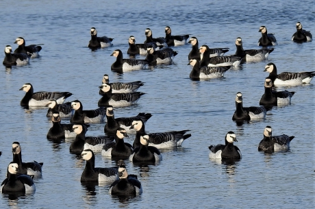 Brandgans (in het Duits Weisswangengans)