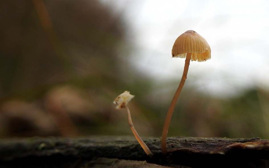 Breekbaar - Schimmels - Mycena