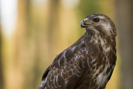 Buizerd