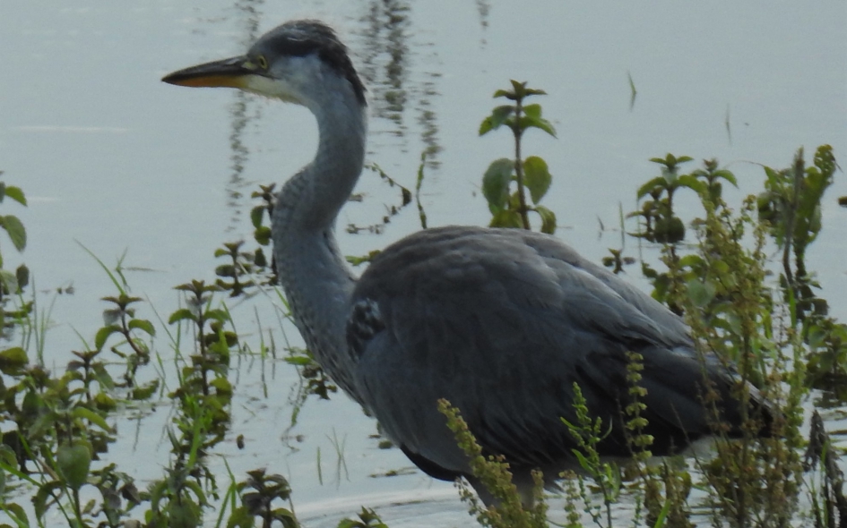 Close up van een Blauwe reiger - Vogels - Blauwe reiger