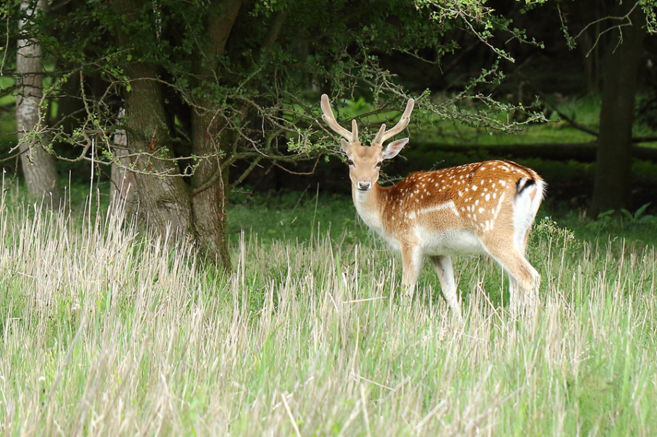 damhert - Zoogdieren - 