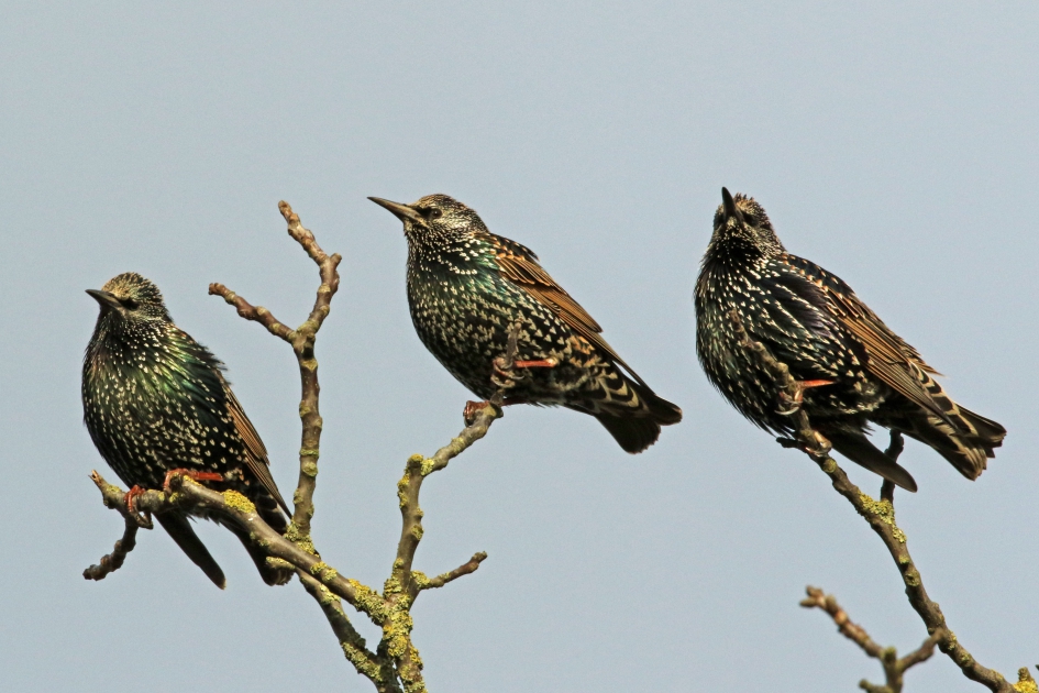 De drie wijzen - Vogels - Spreeuwen