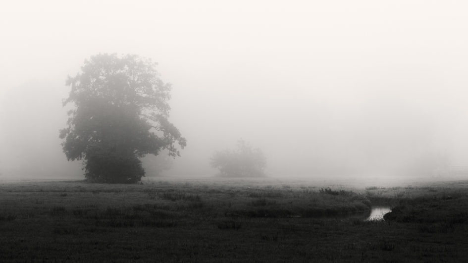 De Reest bij mist - Weer en landschap - De Reest
