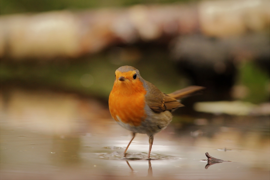 De sneeuw is weg. Tijd om te badderen... - Vogels - 