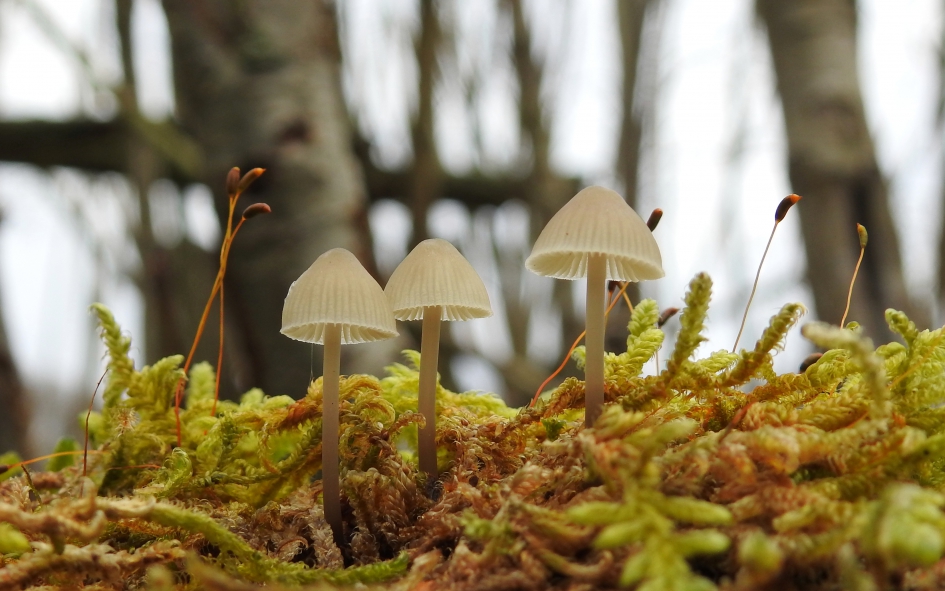 De snoepjes van het bos - Schimmels - Mycena