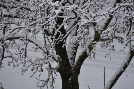 De vleugelnoot in de sneeuw