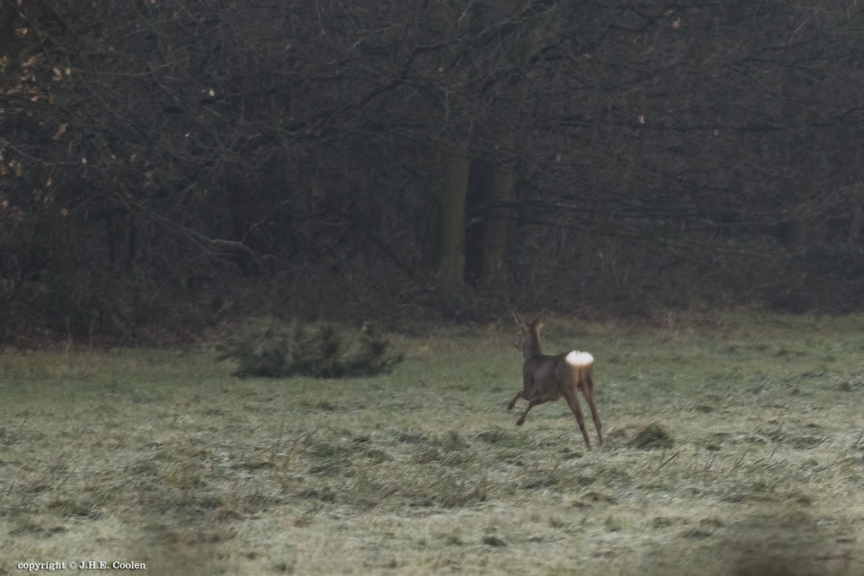 Dekking...... - Zoogdieren - Ree