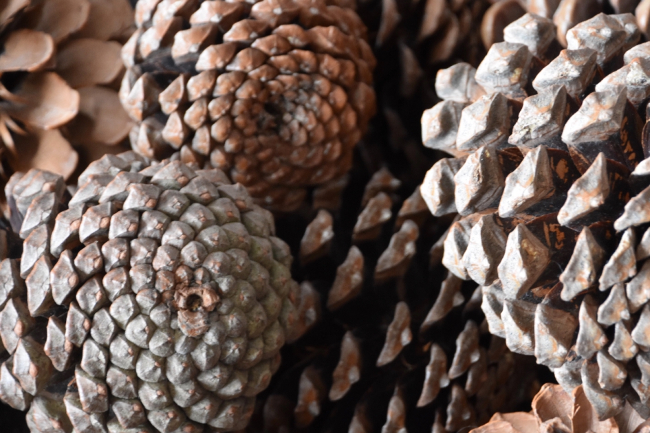 Dennenappels - Planten - 