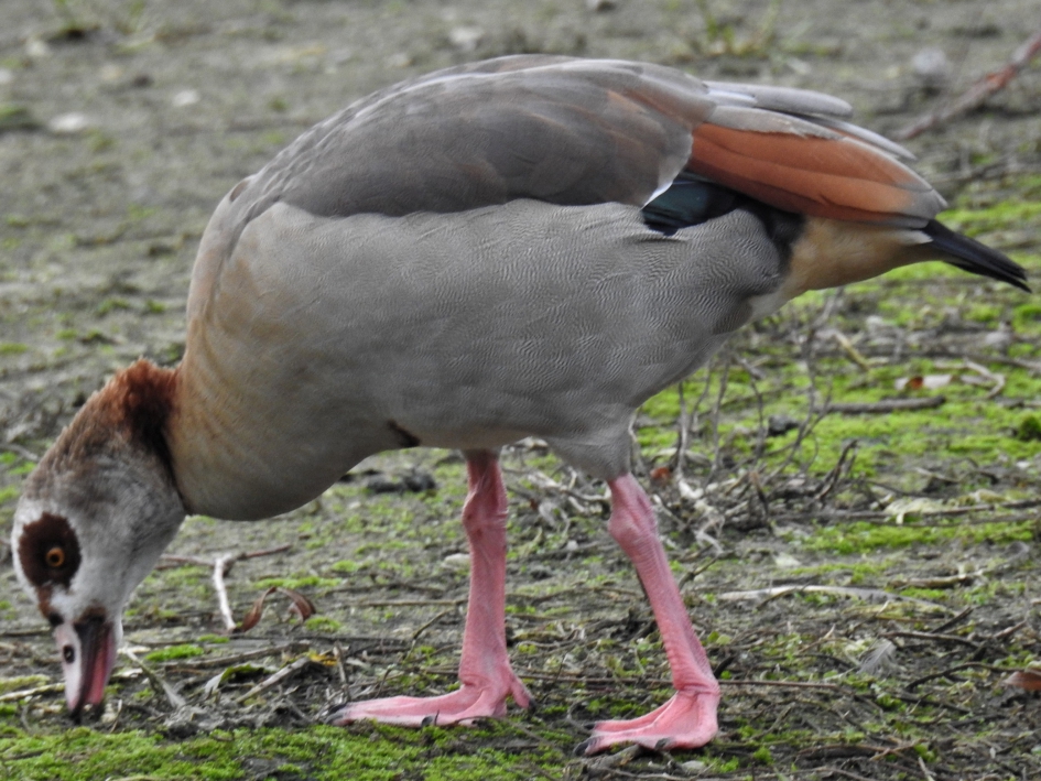 Dodo's zijn toch uitgestorven? - Planten - Nijlgans