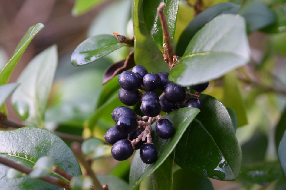 Donkere bessen - Planten - 