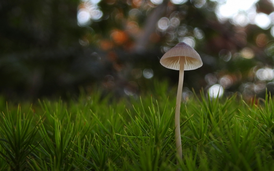 Donkere dagen - Schimmels - 