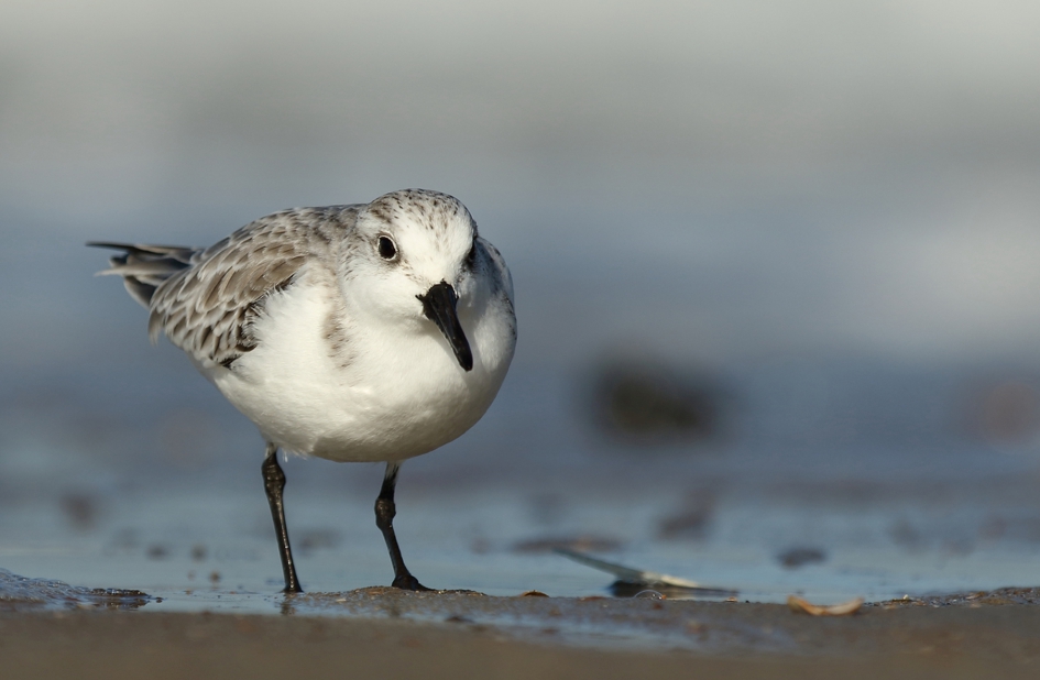drieteenstrandloper - Vogels - 