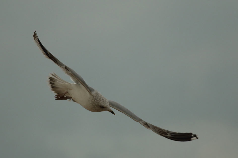 dwars door het beeld - Vogels - 