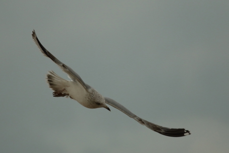 dwars door het beeld