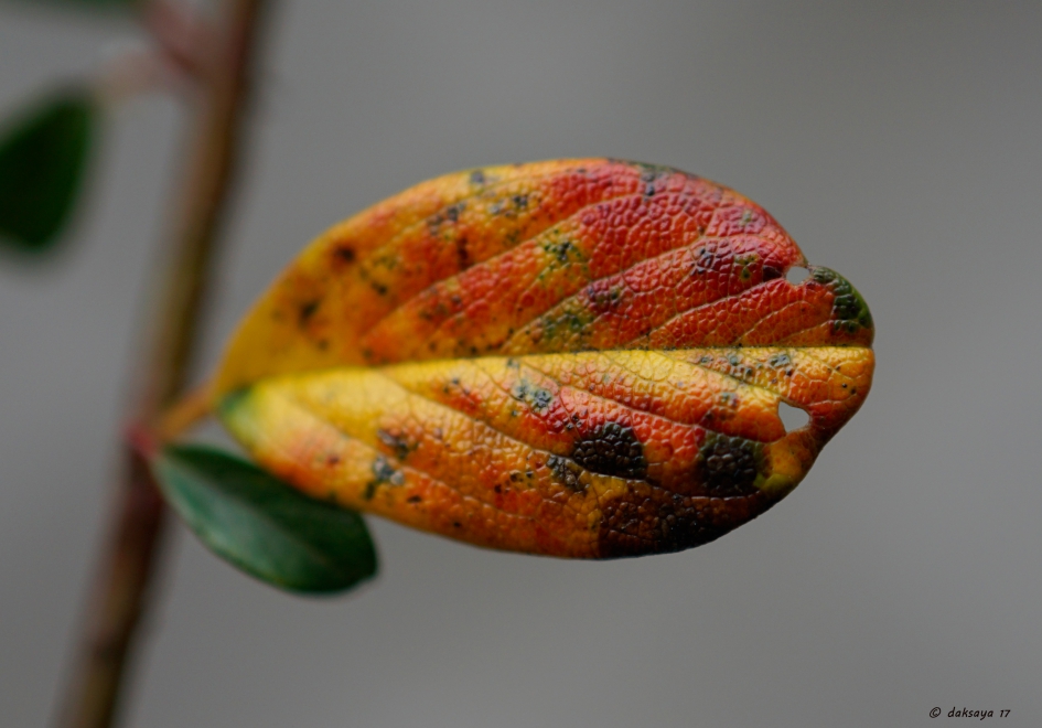 Dwergmispel - Planten - Dwergmispel