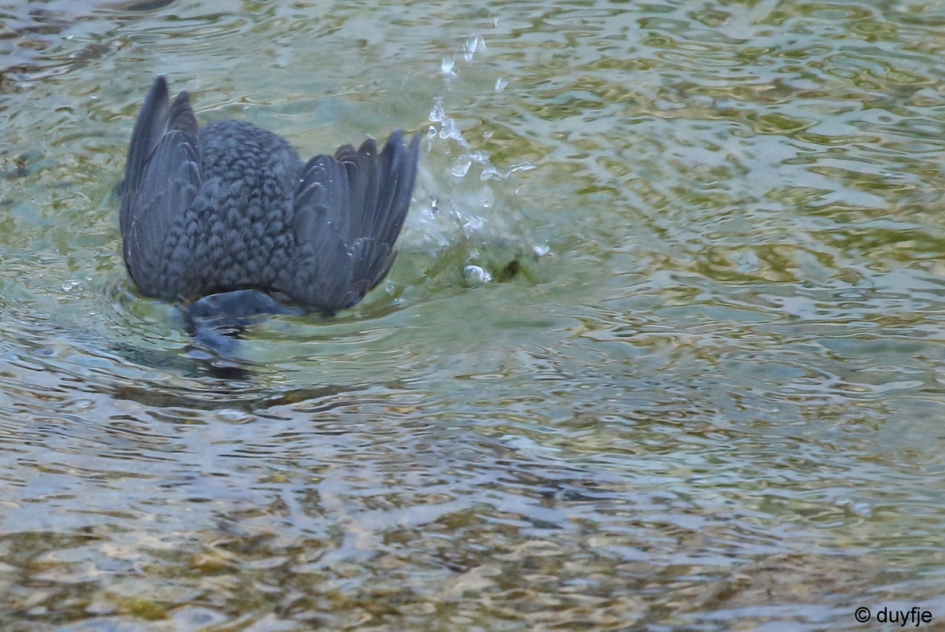 een frisse duik - Vogels - Waterspreeuw