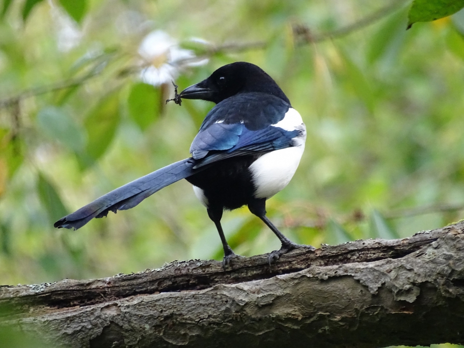 ekster - Vogels - ekster
