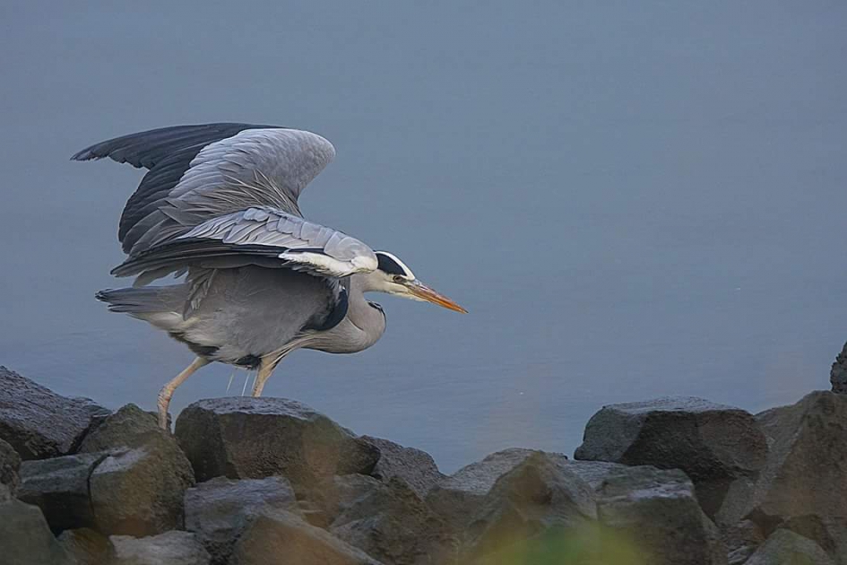 En daar gaat hij - Vogels - Blauwe reiger