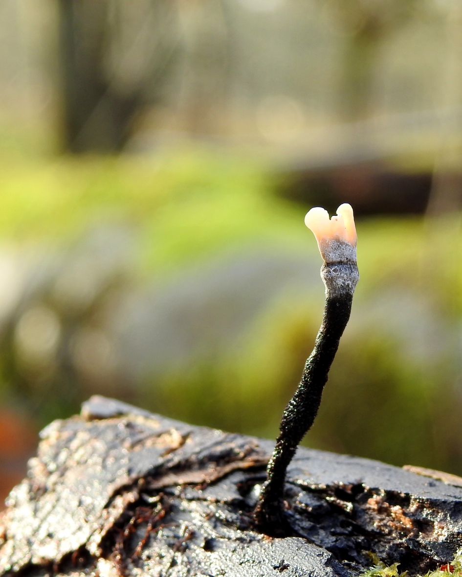 Enkeling - Schimmels - Geweizwam