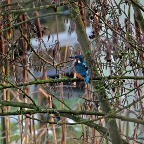 Er zoeft iets hel blauws voorbij....