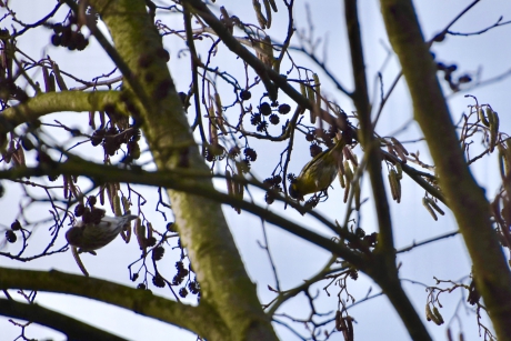 Er zitten twee vogels op deze foto...