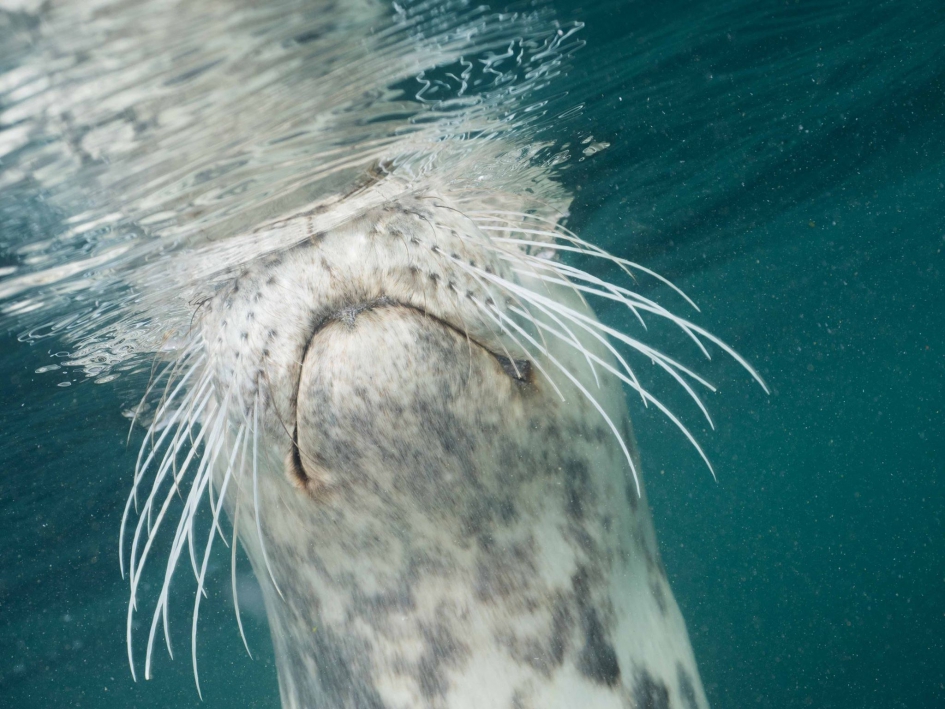 Even ademen - Zoogdieren - Zeehond