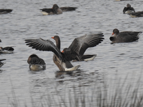 Even de vleugels strekken