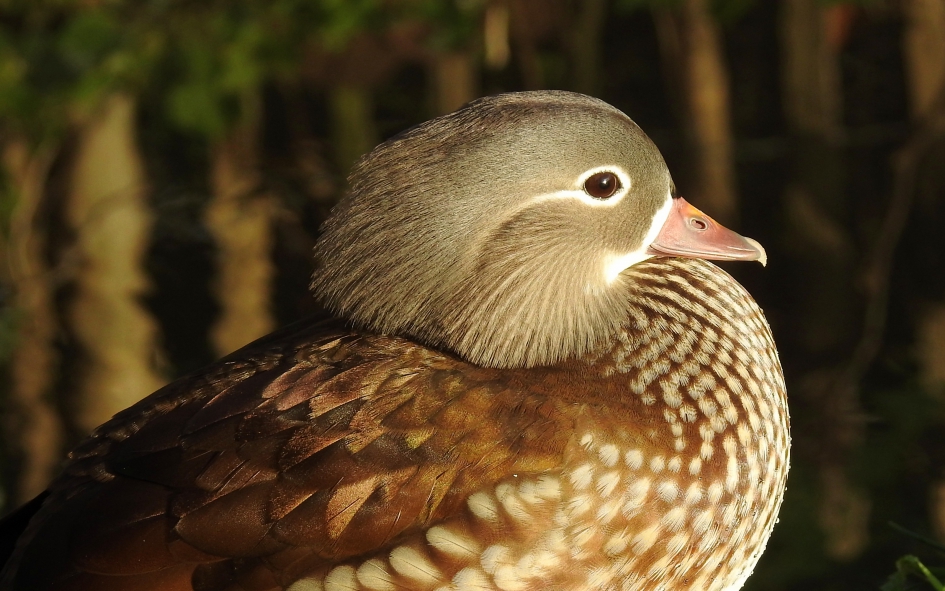 Exotische verschijning - Vogels - Mandarijneend